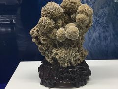 -贝壳王国博物馆