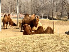 -北京野生动物园