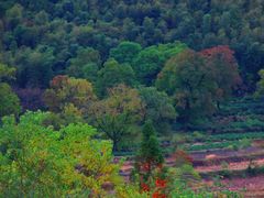 -徽州美食(三十年老店)