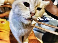 -猫色咖啡·猫咖