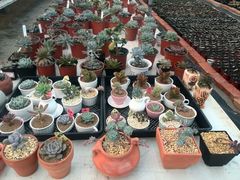 android_upload_pic-南农多肉大棚