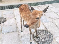 -料亭菊水楼