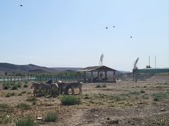 -新疆天山野生动物园