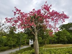 -中山市树木园