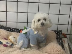 -奶牛家宠物酒店(嘉宏云顶店)