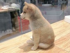 -狗道宠物(常熟印象城店)