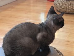-momokira米努特·德文卷毛猫·棉花面纱犬