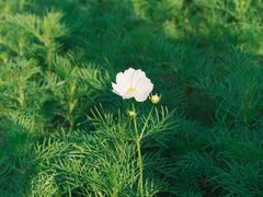 -径山花海