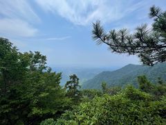 -天目山大树王景区
