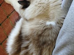 -纳吉亚猫专科动物医院博雅分院