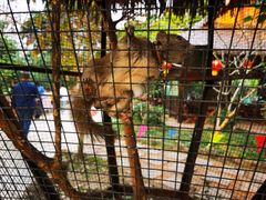 -海南热带野生动植物园