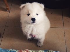 北京康乐宝动物医院-康乐宝动物医院