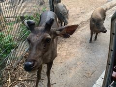 -清迈夜间动物园