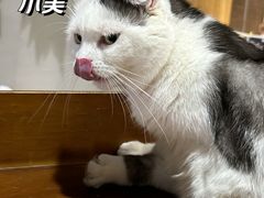 -藏猫猫咖啡主题馆(中央大道店)