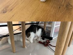 -平行世界·猫咖(首经贸店)