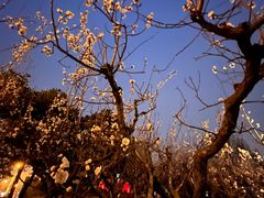 -海棠花溪(元大都城垣遗址公园)