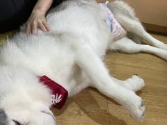 -Husky Go! 哈士奇体验馆·宠物咖啡厅狗咖