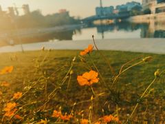 -映月湖中央公园