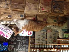 猫的天空之城概念书店(西塘古镇店)-猫的天空之城概念书店(西塘古镇店)