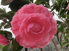 -东莞植物园