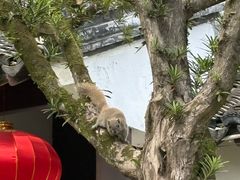 -上海醉白池公园