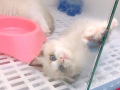 -lincat·猫舍(广州店)