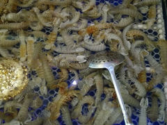 -孙家码头海鲜自助美食城