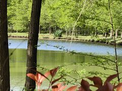 -上海海湾国家森林公园