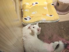 -屋虎猫馆(宝安大仟里店)