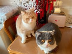 -瑞派天宁宠物医院·猫科·异宠中心