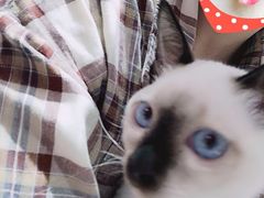 -Heymao猫咖.咖啡厅(东门店)