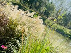 -合肥滨湖国家森林公园