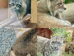 -青藏高原野生动物园