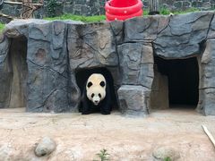 -张醪糟