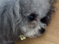 -悠尼宠物·独立低压伊珊娜洗护·美容·寄养(兰谷路店)