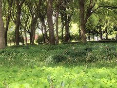 -陆家嘴中心绿地