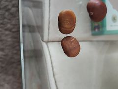 -阿男野栗王(金门路店)