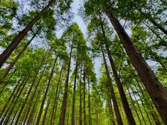 -黄海国家森林公园