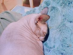 -李小姐の猫咖啡馆(五角场店)