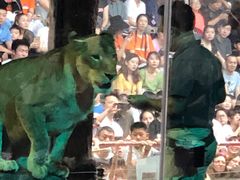 -清迈夜间动物园