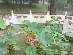 -丰台花园