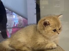 -屋虎猫馆(宝安大仟里店)