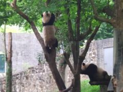 -都江堰中华大熊猫苑