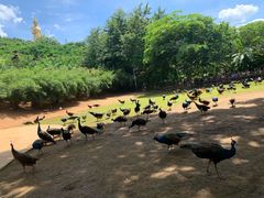 -西双版纳勐泐文化旅游区