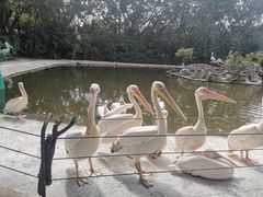 -广州长隆飞鸟乐园