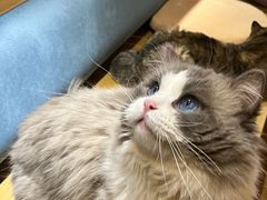 -滚猫咖啡·猫咖·猫友好撸猫(未来城店)