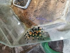 -上海大自然野生昆虫馆(东方明珠·爬宠昆虫探索中心)