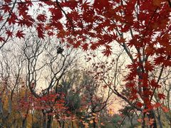 -大兴滨河森林公园