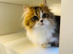 -十月米努特矮脚猫舍