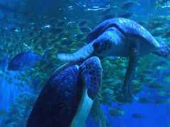 -成都浩海立方海洋公园